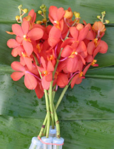 Orchid_Mokara_McKenny_Orang
