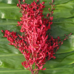 Orchid_Renanthera