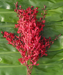 Orchid_Renanthera