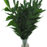 Palm_Fishtail