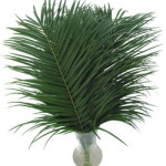 Palm_Phoenix