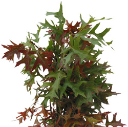 Pin_Oak