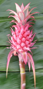 Pineapple_Ornamental