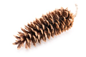 Pinecone-Sugar