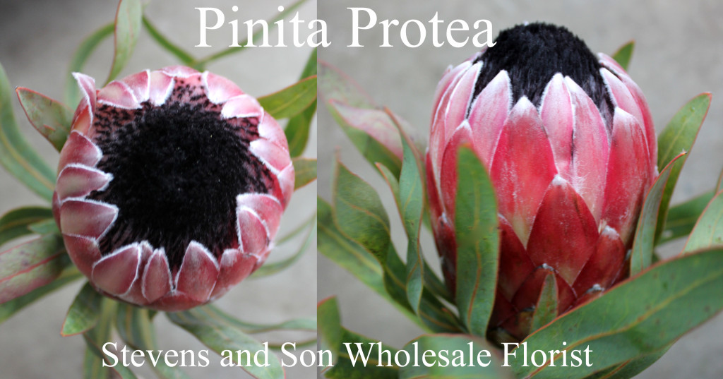 Pinita Protea - Photo Credit Allison Linder
