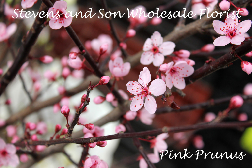 Pink Prunus Photo Courtesy Allison Linder