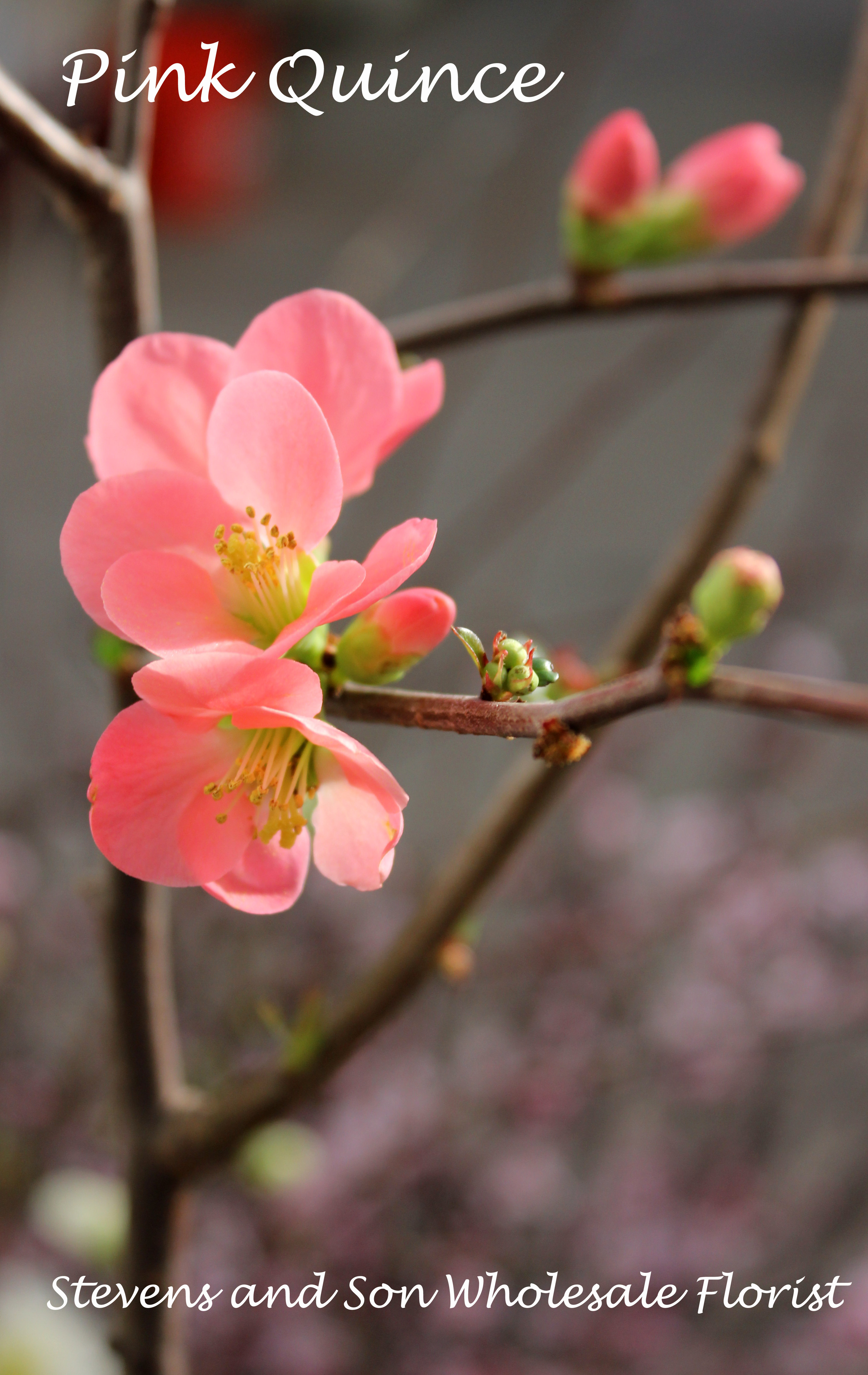 Pink Flowering Quince branches | Stevens and Son Wholesale Florist