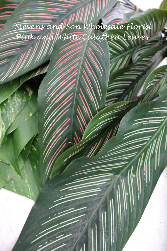 Pink and White Calathea Leaves Photo Courtesy Allison Linder
