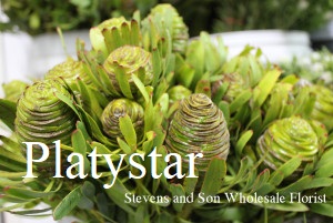Platystar Leucadendron - Photo Credit Allison Linder