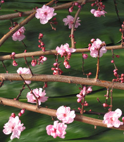 Plum_Branches