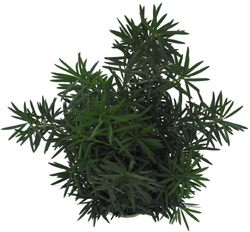 Podocarpus