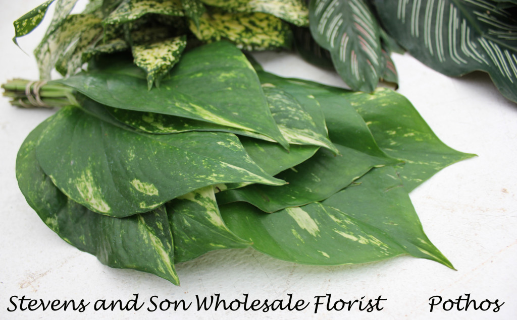 Pothos Photo Courtesy Allison Linder