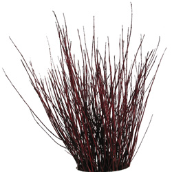 RedtwigDog