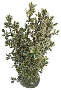 Rhamnus