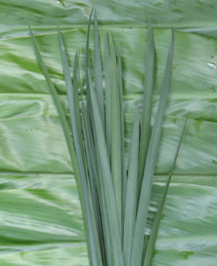 Ribbon_Grass