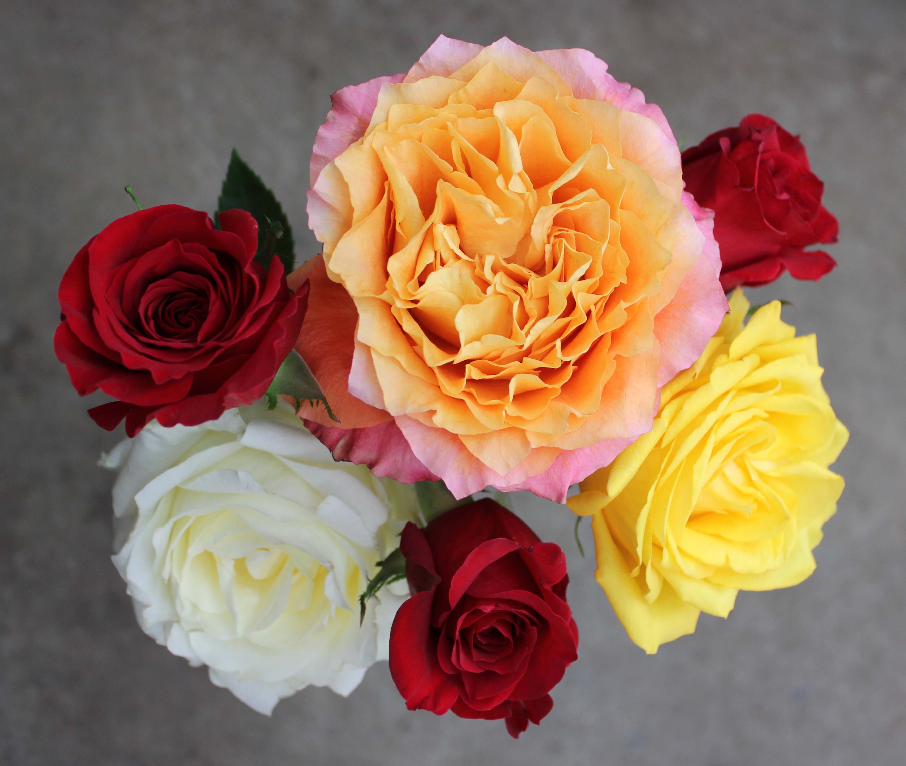 Roses | Stevens and Son Wholesale Florist