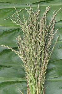 Rye_Grass