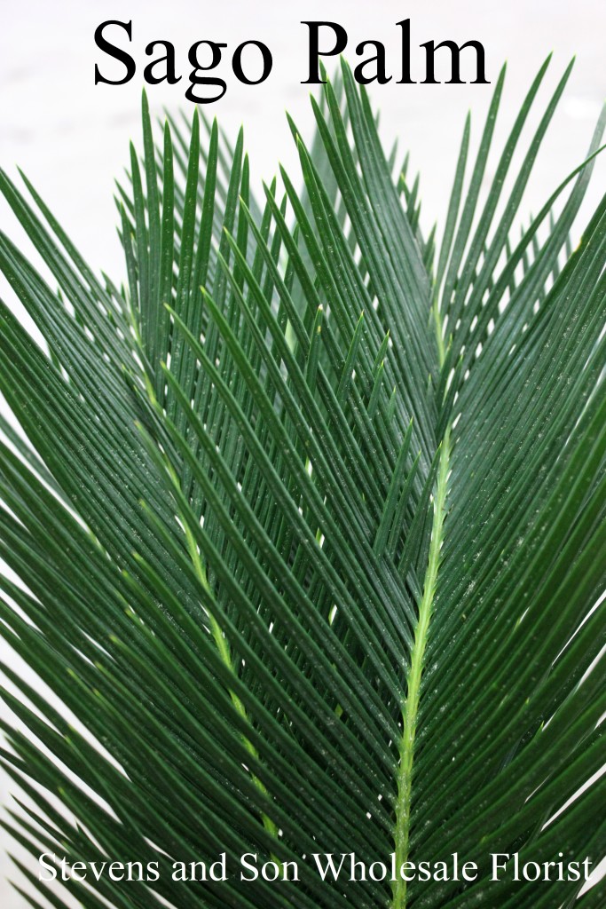 Sago Palm - Photo Credit Allison Linder