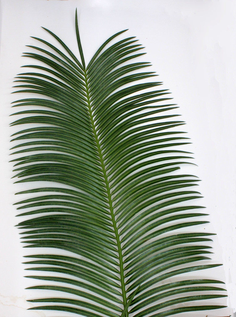 Sago Queen Palm