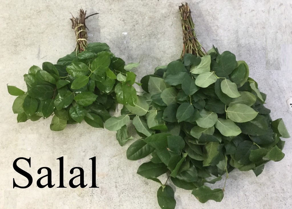 Salal - Photo Credit Allison Linder