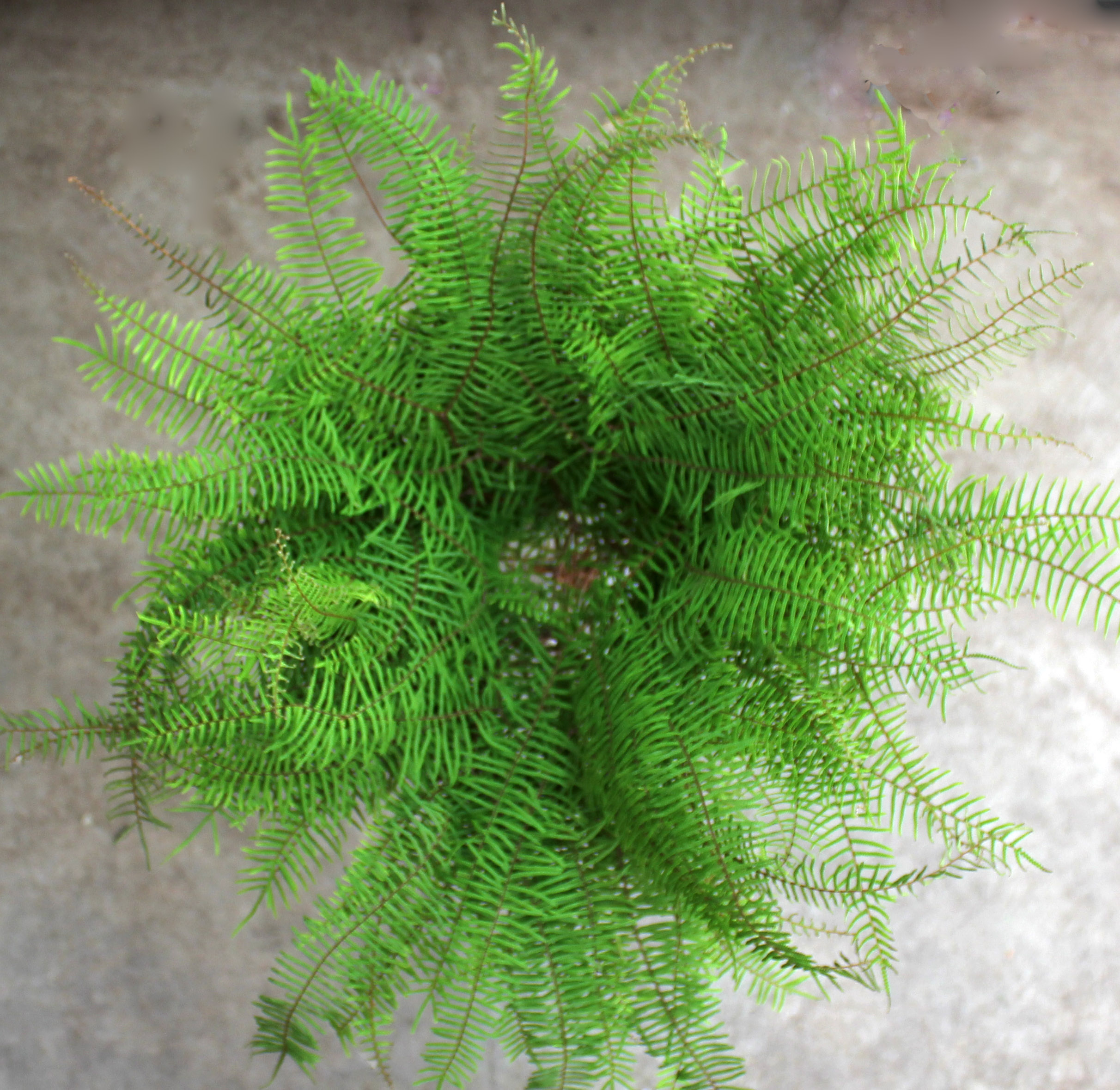 Sea Star Fern | Stevens and Son Wholesale Florist