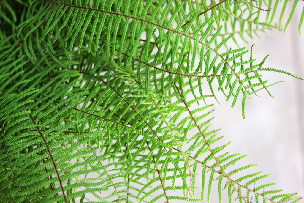 Sea Star Fern - Detail 2 - Photo Credit Allison Linder
