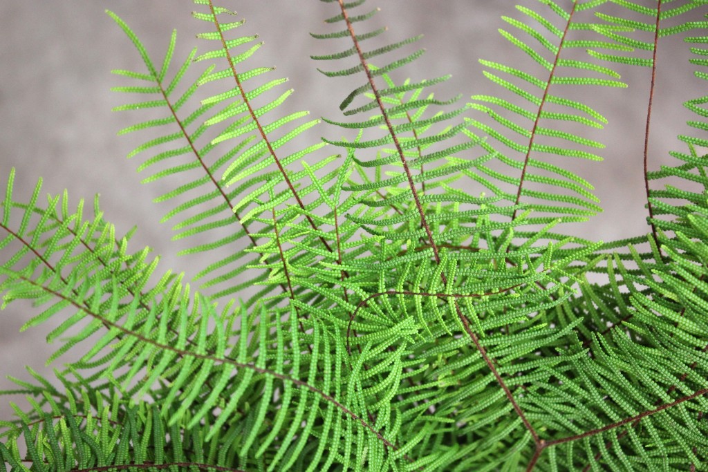 Sea Star Fern - Detail - Photo Credit Allison Linder