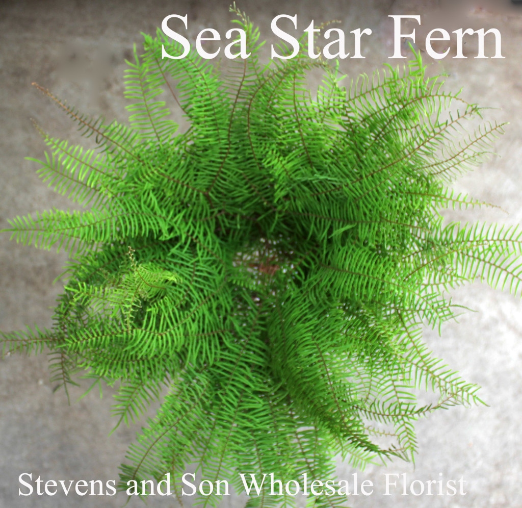 Sea Star Fern - Photo Credit Allison Linder
