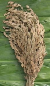 Sea_Oats