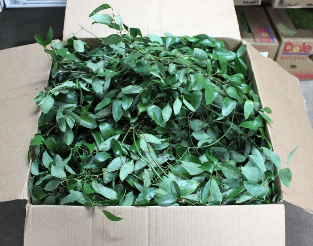 Southern Smilax 2