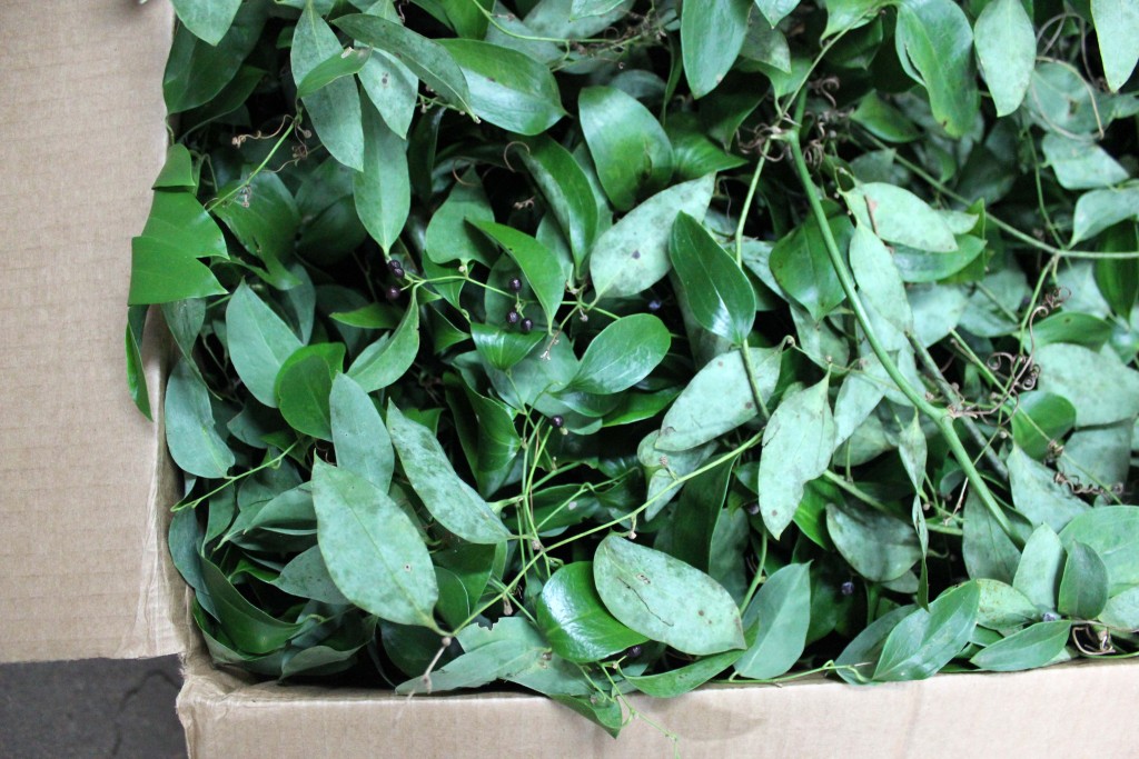 Southern Smilax 3