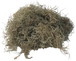 Spanish_Moss