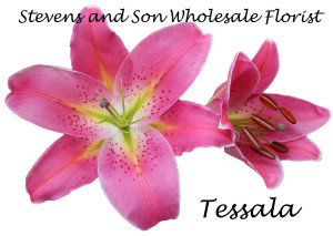 Tessala