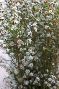 Ti Tree - Angel 4 - Photo Credit Allison Linder