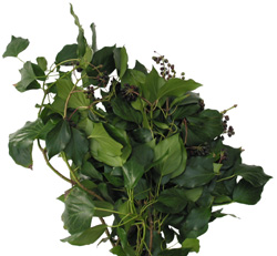 TreeIvyGreen
