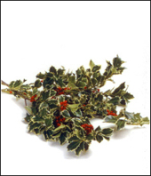 Variegated-Holly
