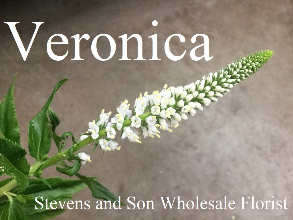 Veronica-White-Photo-Credit-Allison-Linder1-1024x768