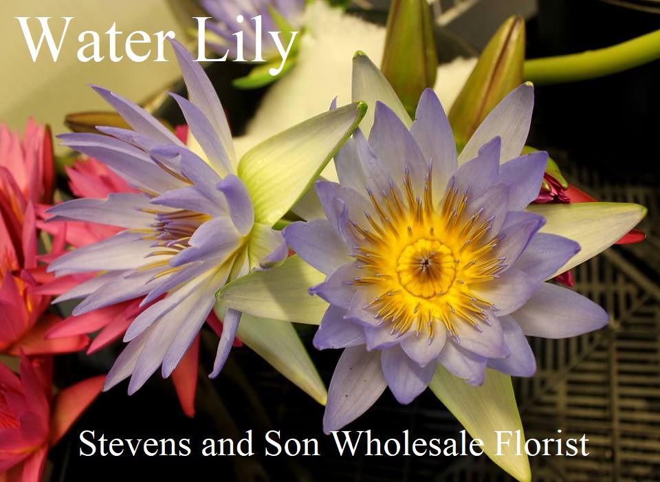 Water Lily - Blue - Photo Credit Allison Linder