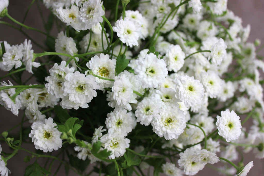 White Valley - FeverFew - Photo Credit Allison Linder