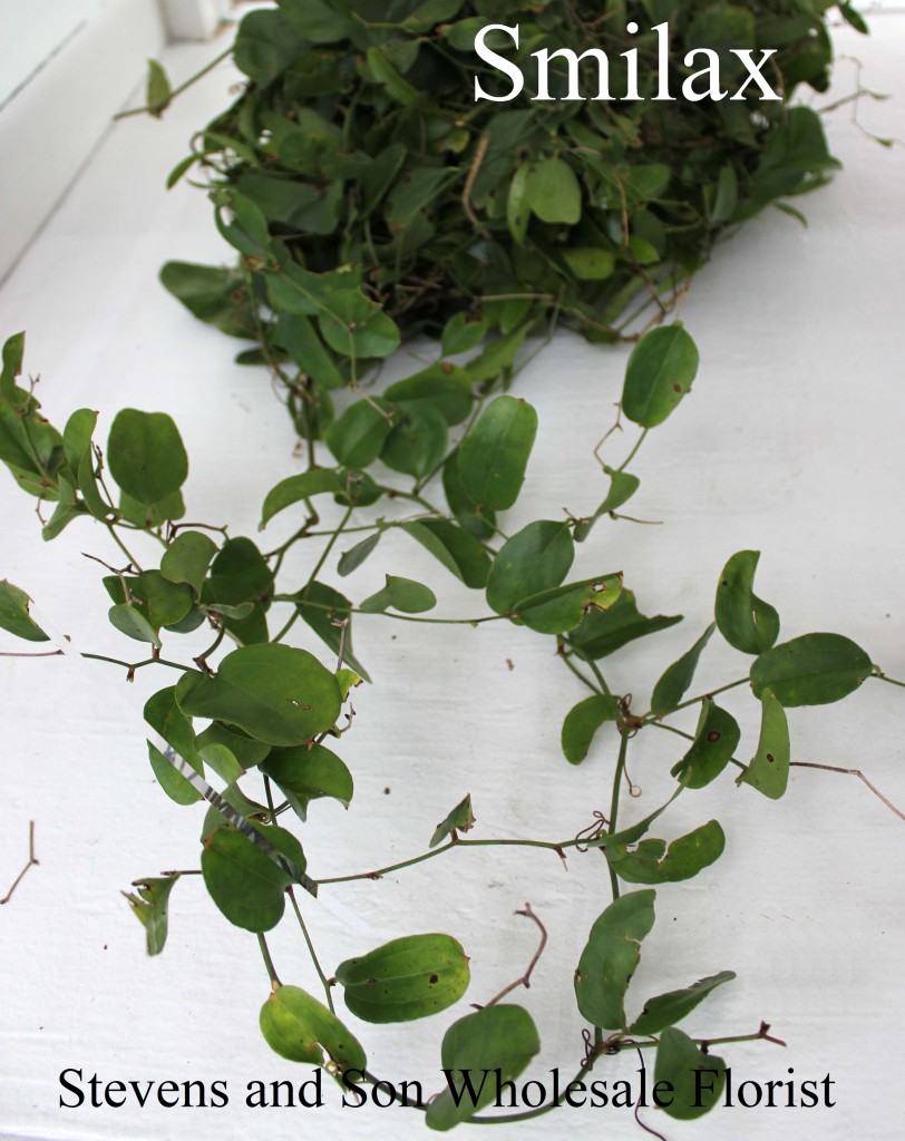 Wild Smilax - Photo Credit Allison Linder