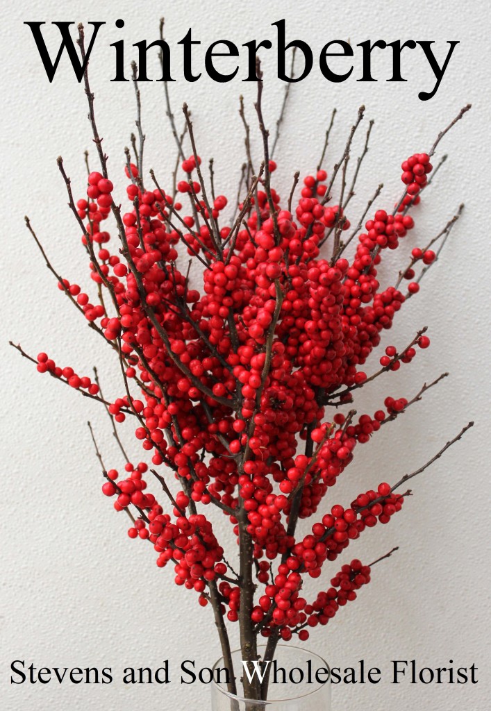 Winterberry - Photo Credit Allison Linder