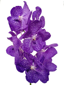 vanda orchid  