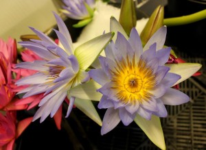 water lily blue