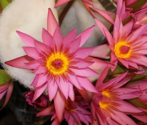 water lily pink