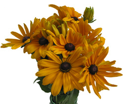 Black_Eyed_Susan