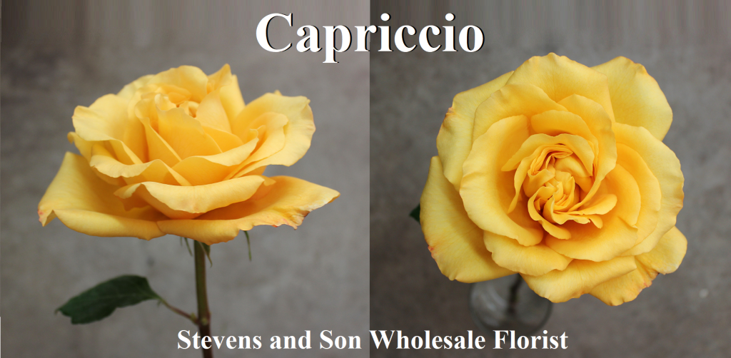 Capriccio Photo Credit Allison Linder