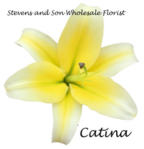 Catina