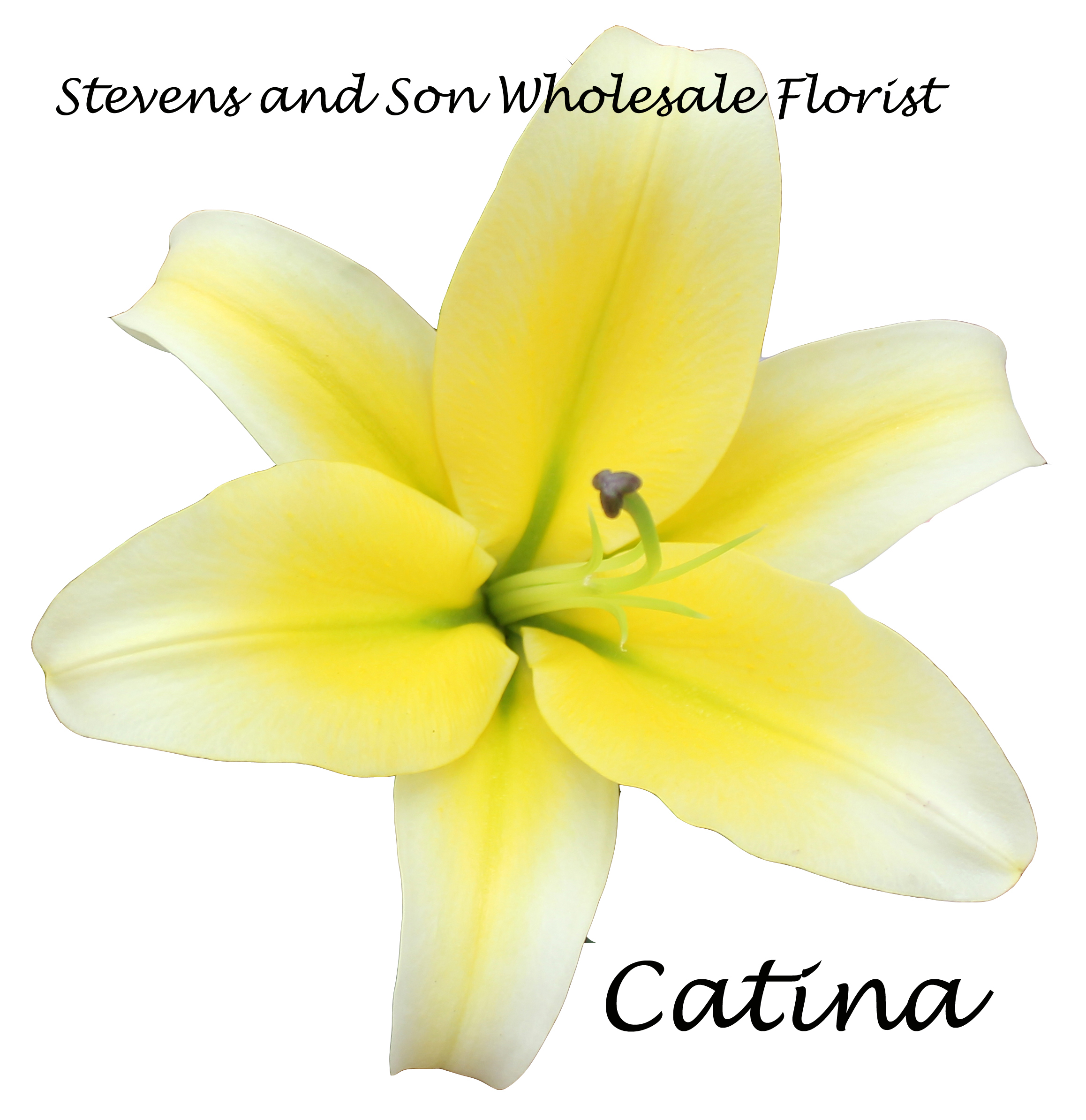 Oriental Lilies Stevens and Son Wholesale Florist