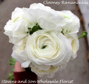 Clooney Ranunculus Photo Courtesy Allison Linder