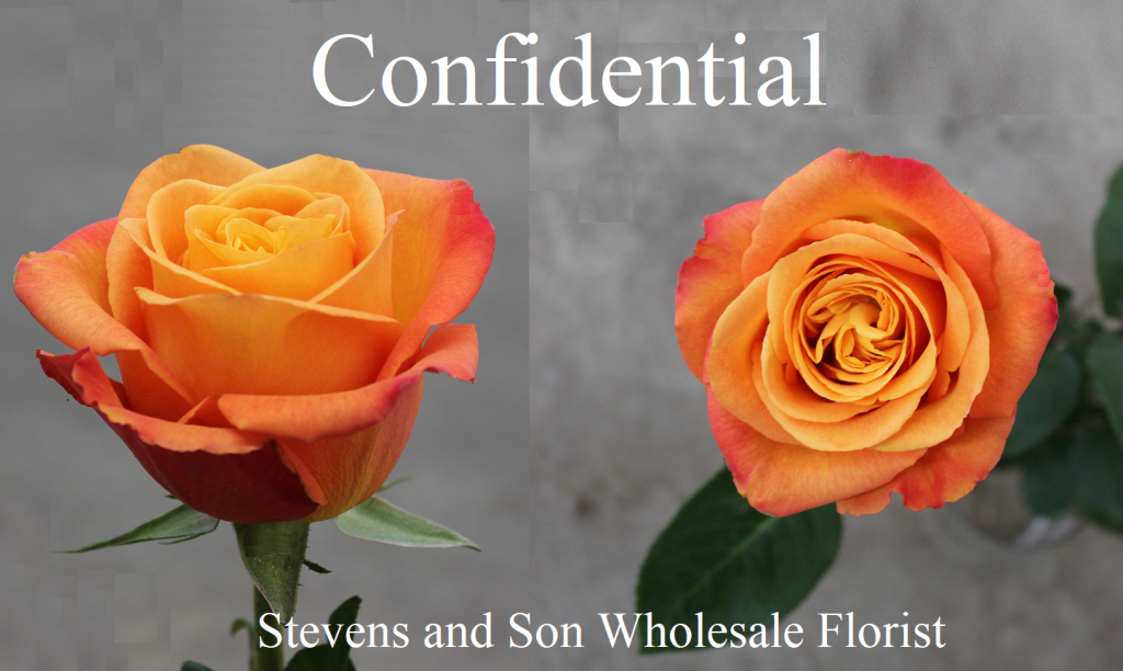 Confidential Rose Photo Credit Allison Linder